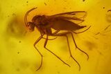 Large Fossil Ant, a Fly and a Coprolite in Baltic Amber #170054-2